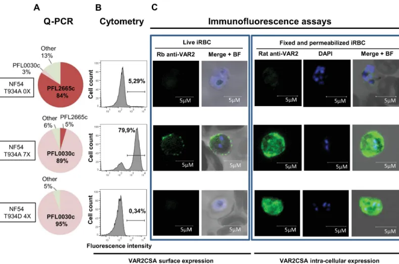 Fig 6. VAR2CSA expression and localisation of transgenic NF54CSA T934A and T934D parasites