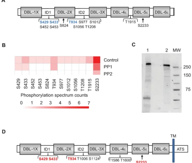 Fig 2. Identification by MS of VAR2CSA phosphosites. (A) Schematic view of rVAR2CSA identified phosphosites prior phosphatase treatment