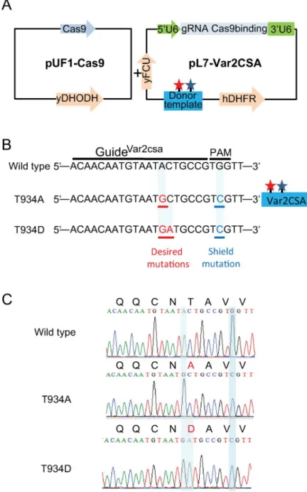 Fig 4. Strategy used for targeted P. falciparum VAR2CSA genome editing using sgRNA:Cas9 system