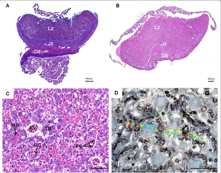 Figure 1 Placental structure. (A) Haematoxylin and eosin staining of Necromys lasiurus placenta at late gestation