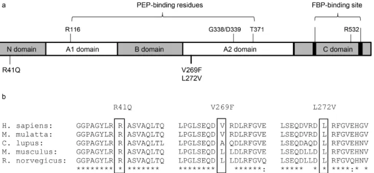 Fig 2. PKLR coding variants identified in the test populations. (a) Schematic representation of the PKLR protein, location of catalytically active residues (phosphoenolpyruvate, PEP, binding residues; R116, G338, D339, and T371) and allosteric regulation s