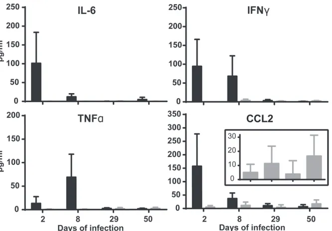 Fig 6. Brucella oral infection does not result in secretion of blood cytokines. C57BL/6 mice were infected with 10 9 B 