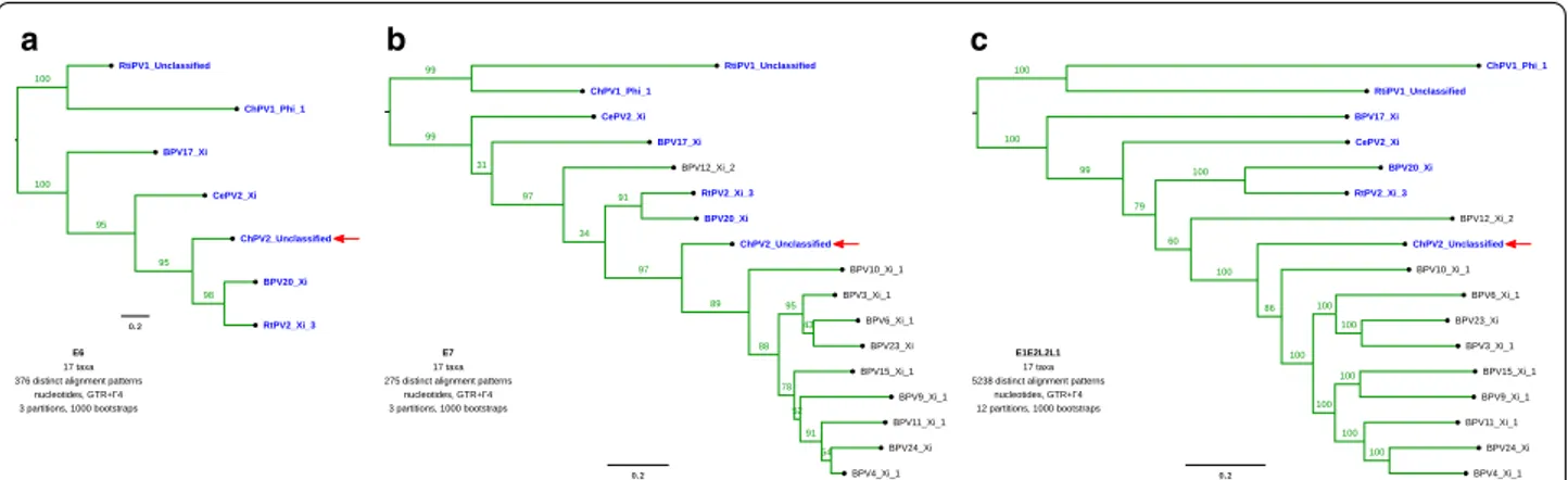 Fig. 2  Maximum likelihood phylogenetic trees of E6 (a), E7 (b) and the concatenated E1E2L2L1 (c nucleotide alignments of 17 PVs