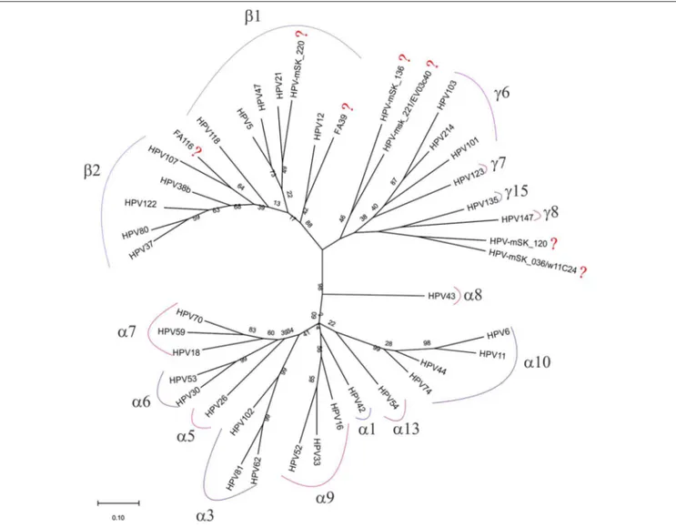 FIGURE 4 | Phylogenetic tree built with the 42 HPV consensus sequences obtained only by FAP primers amplification in CC samples