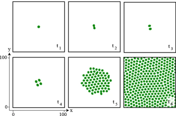 Figure 8.  Extended field simulation. Numerical simulations of the non-variational phytomass model (4)  for 1890 randomly distributed localized patches as initial conditions, each patch is in a different state of the  self-replication process, with η  =   