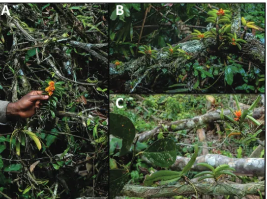 Figure 3. Ecology and habit of natural populations of Calyptrochilum aurantiacum. A Flowering indi- indi-vidual growing on upper branches of a felled kola tree, along with the angraecoid orchid Diaphananthe  plehniana and the fern Microgramma owariensis