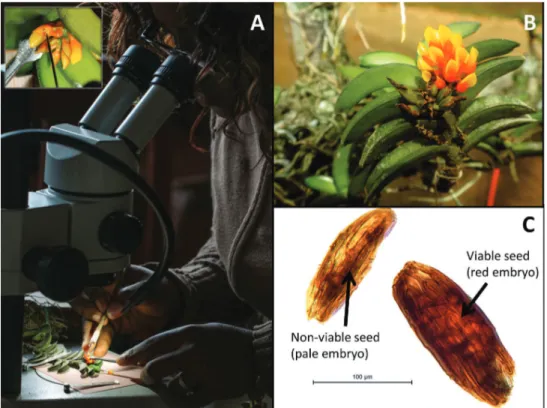 Figure 4. Seed banking of Calyptrochilum aurantiacum in Yaoundé (Cameroon). In 2017, an ex situ  conservation programme was initiated to support the long term preservation of C