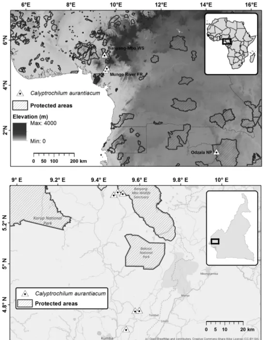 Figure 1. Current distribution of Calyptrochilum aurantiacum in Central Africa (upper map) and in Cam- Cam-eroon (lower map)