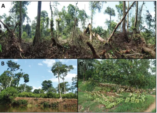 Figure 2. Habitat degradation and forest clearance at the type locality of Calyptrochilum aurantiacum  (Mungo River Forest Reserve)
