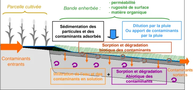 Figure 2 :  Processus d’atténuation du ruissellement et de rétention des pesticides au sein d’une zone tampon  (Lacas, 2005) 