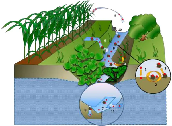 Figure 5 :  Transport et devenir des pesticides  - (1) sorption/désorption  - (2) dégradation biotique et abiotique  (photolyse, hydrolyse) - (3) sédimentation de particules chargées en polluants - (4) absorption par les plantes -  (5) dérive - (6) apports