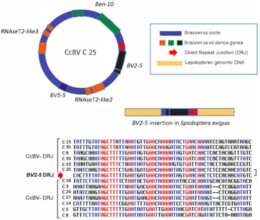 Fig 5. Regulatory sequence involved in bracovirus circle production retained in a bracovirus insertion in Spodoptera exigua genome