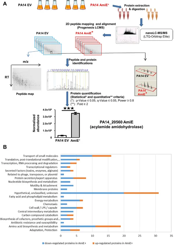 Figure 1.  Whole bacterial proteome analysis. (A) Workflow explaining the strategy used for quantification   of the whole proteome of both PA14 EV and AmiE +  strains using nanoLC-MS/MS (LTQ-Orbitrap Elite)