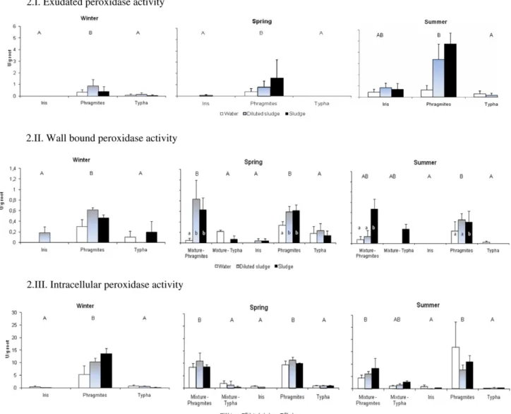 Fig. 2. Exudated peroxidase (2.I.), wall-bound peroxidase (2.II.) and intracellular peroxidase (2.III.) activities (in U/g dry matter root) for the three helophytes species under three different treatments (water, diluted sludge and sludge) in winter (Febr