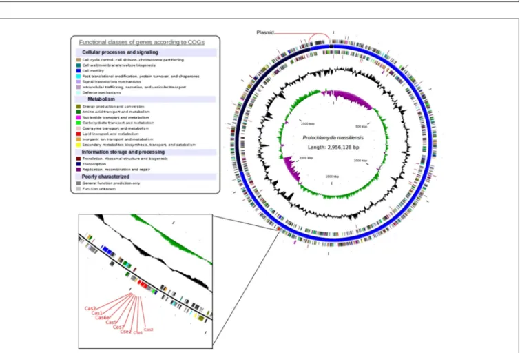 FIGURE 4 | Circular representation of the P. massiliensis genome. Circles from the center to the outside: GC skew (green/purple); GC content (black); tRNA (dark red);