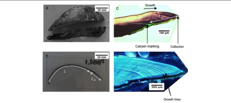 FIGURE 2 | (a) Mussel section along the maximum growth axis, (b) section mounted on glass slide showing the shell length (L t = L + L 1 t ) , (c) shell under natural light showing the calcein marking, and (d) the shell under fluorescent light showing growt