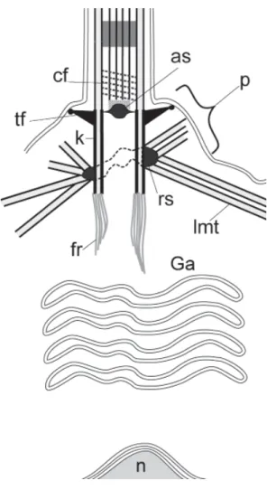 Fig. 8. The general scheme of the “Ephydatia” type  kinetid. Abbreviations: as - axosome; cf - coil fiber; 
