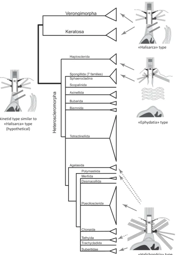 Fig. 9. Distribution of kinetid types on the phylogenetic tree of Demospongiae (after: Morrow and Càrdenas,  2015, modified)