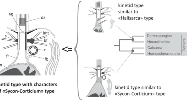 Fig. 10. Comparison of proposed ancestral kinetids of main poriferan branches and reconstruction of kinetid  with plesiomorphic characters (phylogenetic tree after: Worheide et al., 2012; modified)