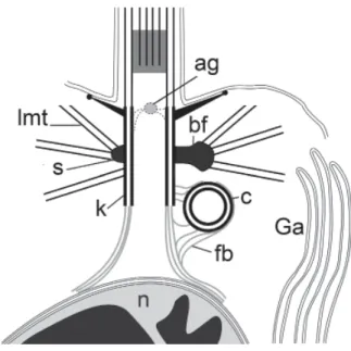 Fig. 2. The general scheme of the “Oscarella” 