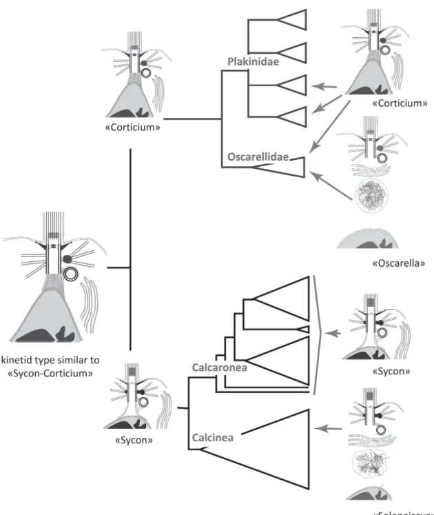 Fig. 5. Distribution of kinetid types on the phylogenetic tree of Calcarea + Homoscleromorpha (after: Worheide  et al., 2012, modified) and proposed images of ancestral kinetids.