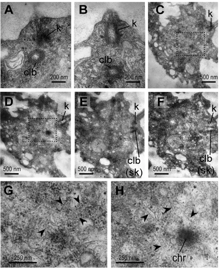 Figure 5.  Centriole-like bodies in divided choanocytes of Spongilla lacustris. A, B, centriole-like body
