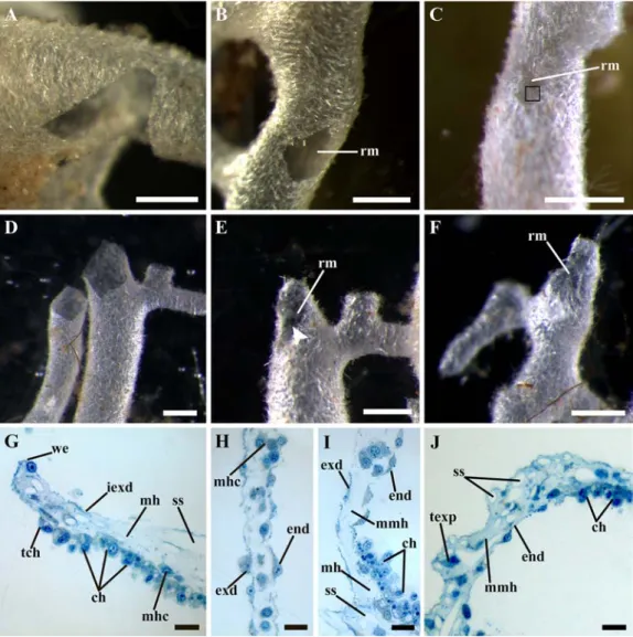 Fig. 1. The regeneration of the body wall and amputated oscular tubes in Leucosolenia complicata