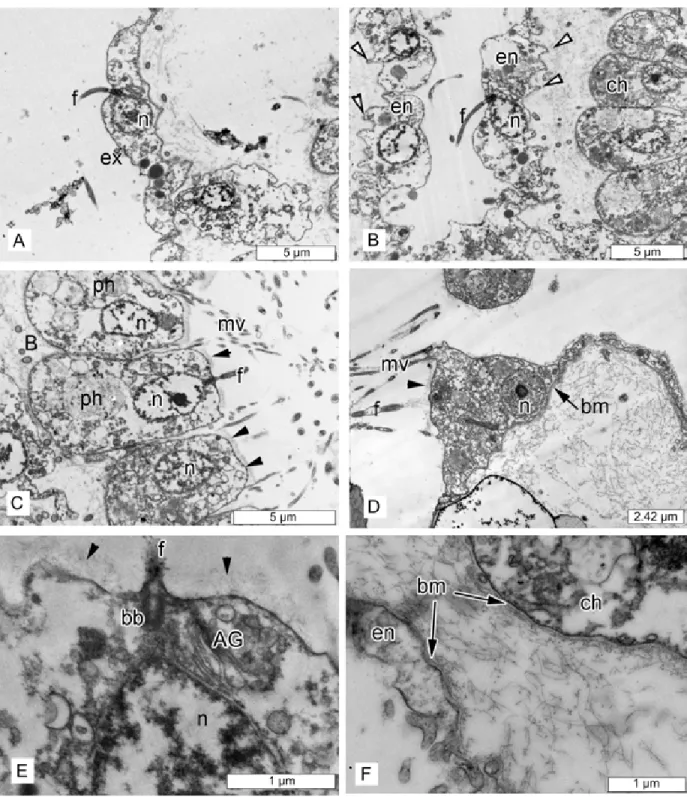 Fig 4. Oscarella pearsei sp. nov. TEM of cells and symbiotic bacteria. (A) exopinacocyte; (B)endopinacocyte; (C) choanocytes;