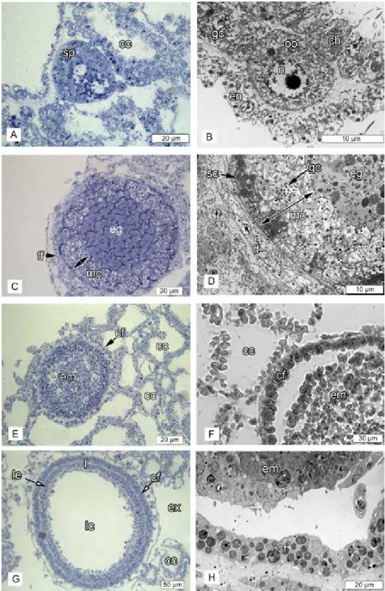 Fig 6. Oscarella pearsei sp. nov. reproduction. (A) semi-thin section of the spermatocyst; (B) TEM of young oocyte before vitellogenesis; (C) semi-thin section of the egg with flat monolayer follicle and the thick layer of maternal cells; (D) TEM of flat m