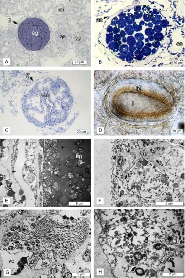 Fig 9. Oscarella carmela follicle and reproduction. (A) semi-thin section of the egg with flat monolayer follicle;