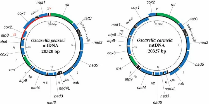 Fig 2. Mitochondrial genome architecture. Mitochondrial genome maps of Oscarella pearsei sp