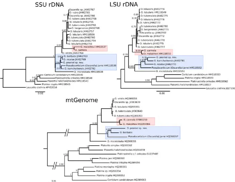 Fig 3. Homoscleromorph phylogenetic relationships inferred from ribosomal DNA and mitochondrial data