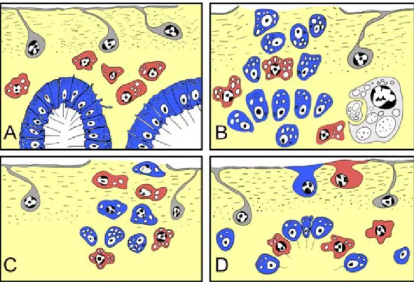 Figure 10 Schematic representation of Halisarca dujardini regeneration and the origin of new ex- ex-opinacocytes and choanocytes