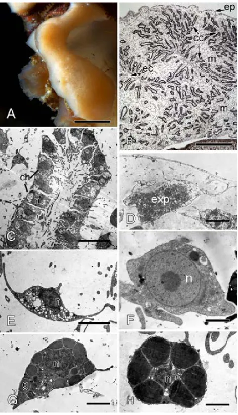 Figure 1 Halisarca dujardini habitus and the morphology of intact sponge. (A) Halisarca dujardini in vivo and in situ