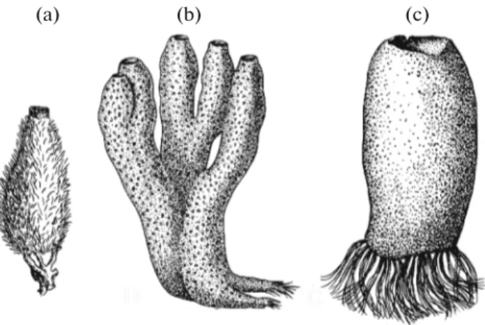Fig. 1. Sponges with a clear radial symmetry around the apical–basal axis. (a) The mono-oscular sponge Sycon sp.;