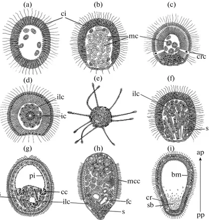 Fig. 3. The types of sponge larvae. (a) Calciblastula; (b) Pseudoblastula; (c) Amphiblastula; (d) Disphaerula; (e) Hoplitomella;