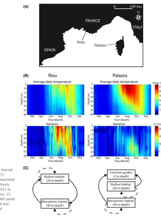Figure 1. (A) Study sites; (B) Annual thermal (C) regimes: average daily temperature ( ° C) profiles from 5 to 40 m depths and associated variances (CV in %) computed from hourly times series collected from 1999 to 2012 at Riou and from 2004 to 2011 at Pal
