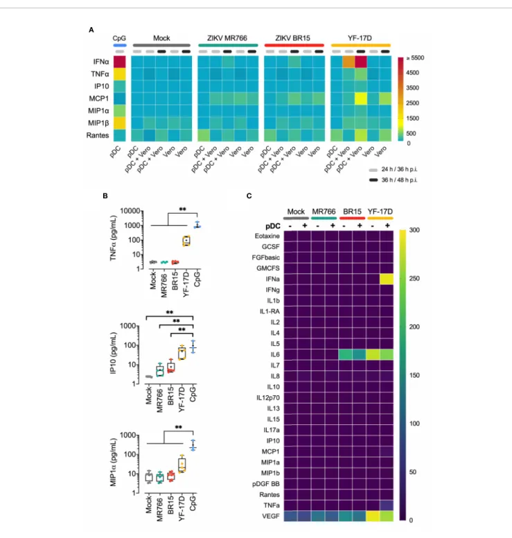 FIGURE 5 | No in ﬂ ammatory response in pDCs exposed to ZIKV-infected cells (A) Quanti ﬁ cation of cytokines and chemokines in the supernatant of pDCs stimulated with ODN 2216, pDCs exposed to indicated cell free virus (MOI of 1) tested at 24 h, or pDCs co