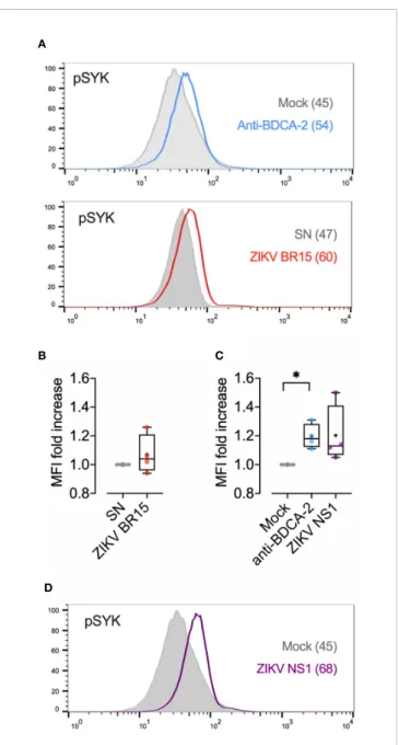 FIGURE 6 | ZIKV Induces SYK phosphorylation (A): Puri ﬁ ed pDCs were incubated with 120 µl of complete medium (Mock) or ZIKV BR15 (equivalent MOI of 3) for 30 min