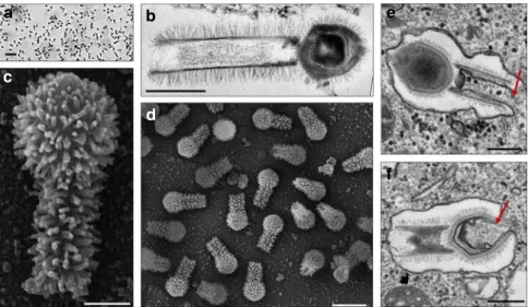 Fig. 1 Tupanvirus soda lake particles and cycle. a Optical microscopy of Tupanvirus particles after haemacolour staining (1000 × )