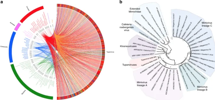 Fig. 3 Tupanvirus soda lake rhizome and Mimiviridae family B DNA polymerase tree. a The rhizome shows that most Tupanvirus soda lake genes have mimiviruses as best hits