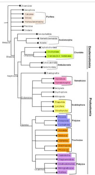 FIGURE 1 | The current phylogenetic relationships in Metazoa. This tree was generated by consensus based on various phylogenetic studies.