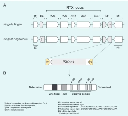 FIG 2 (A) Genomic organization of the RTX locus in Kingella kingae strain KKWG1 and K