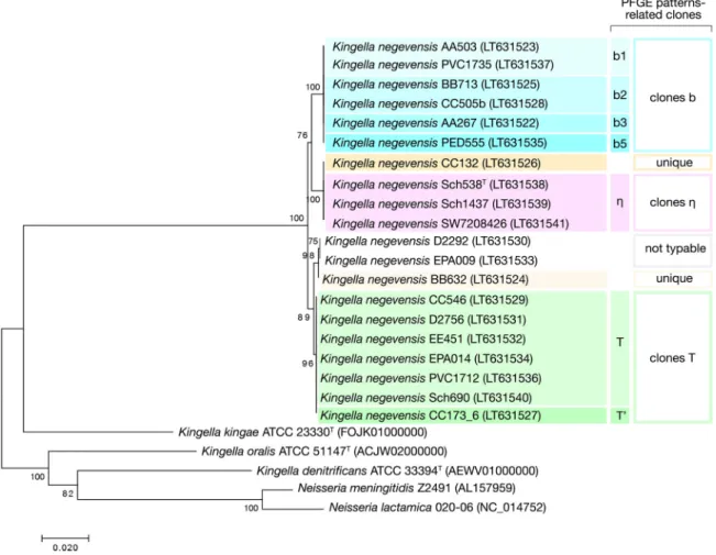 FIG 3 Neighbor-joining tree based on groEL nucleotide sequences of 20 strains of Kingella negevensis and other Kingella and Neisseria members
