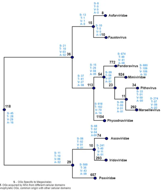 Figure 5. Distribution of orthologous groups and evolutionary scenarios on distance‐based reference  tree. Numbers written in black on each node depicts the total number of OGs present at that node. 
