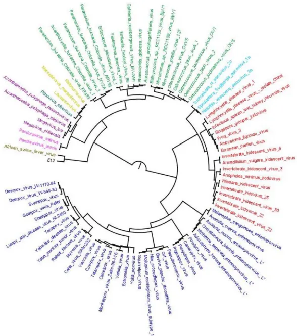 Figure 3. Distance‐based species tree containing 86 representative members from 10 families of order  Megavirales included in our study. Species tree is prepared by using SDM approach implemented on  the orthoMCL output (output 1). The tree depicts two maj