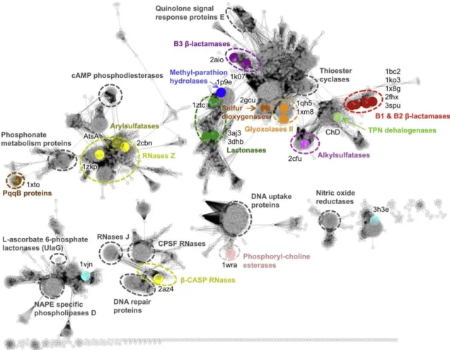 Figure 1. Sequence similarity network of metallo-β-lactamase (MBL) superfamily members