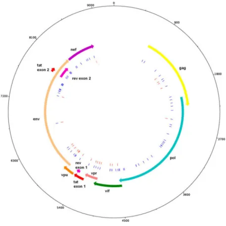FIG. 2. HIV genome retrieved from case-patient no. 1. HIV genes are shown on the outer ring