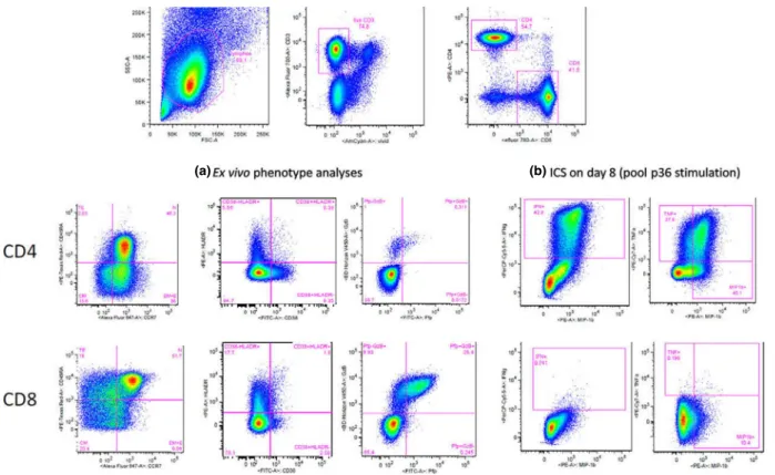 FIG. 3. Flow cytometric profiles of T cells of case no. 2. (a) Ex vivo phenotype of T cells
