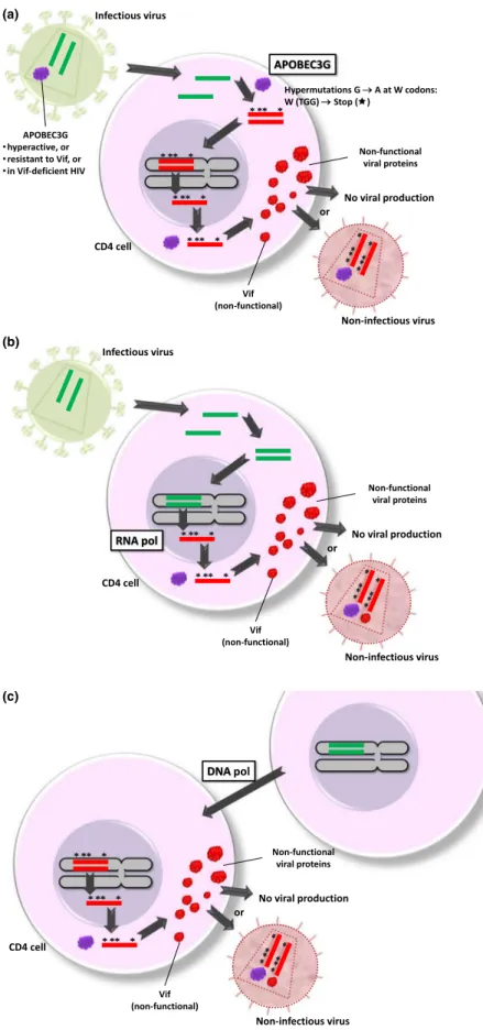 FIG. 4. Schematic of hypotheses for tryptophan (W)-to-stop codon mutations, and HIV cure, in the two case-patients.